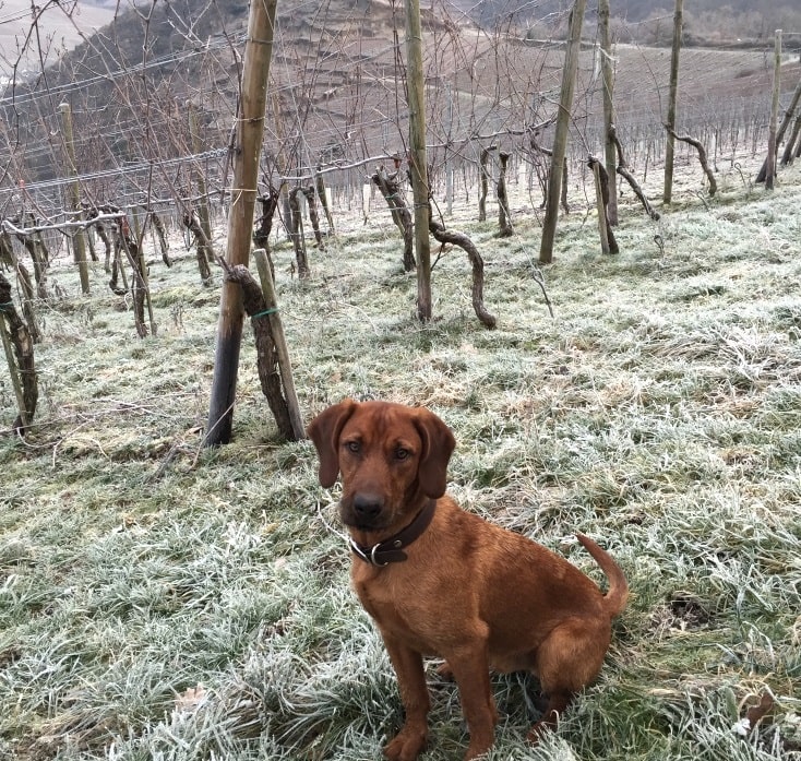 Apollo macht die kalte Wachau nichts aus.