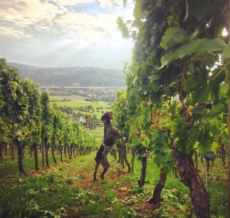 It's springtime mit Wotan im Weingut am Stein/ Franken.