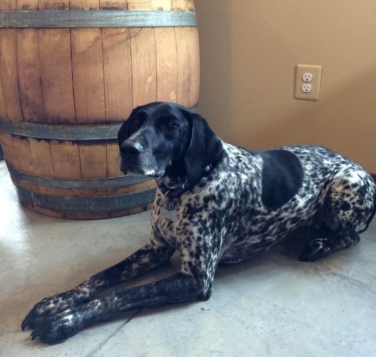 Winzerhund Abby von der Dolio Winery im Rieslingparadies Washington State/ USA.