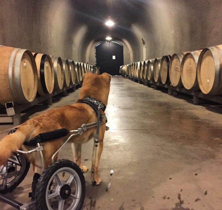 Wo geht es bitte zum Behinderten-Parkplatz?