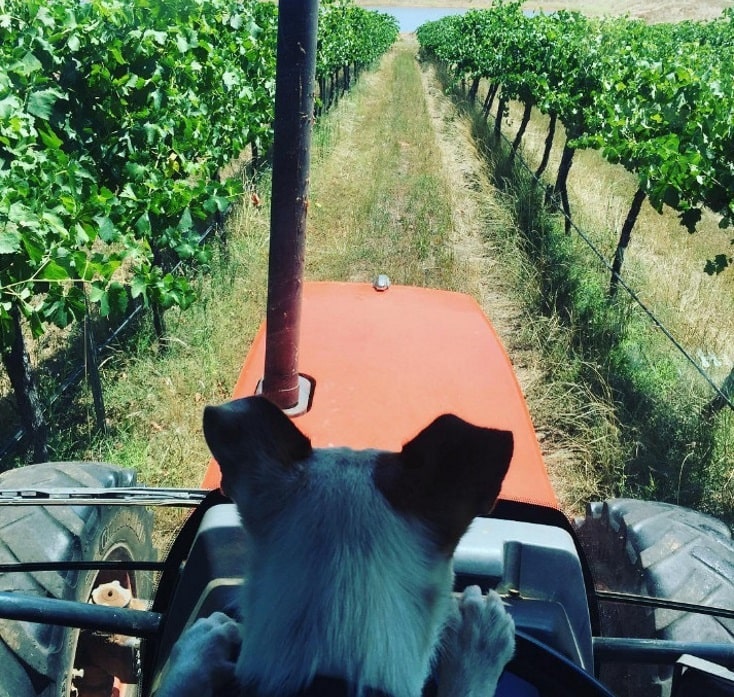 Im Weingut Borombola Wines/ Australien haben sie einen guten Hundetrainer.