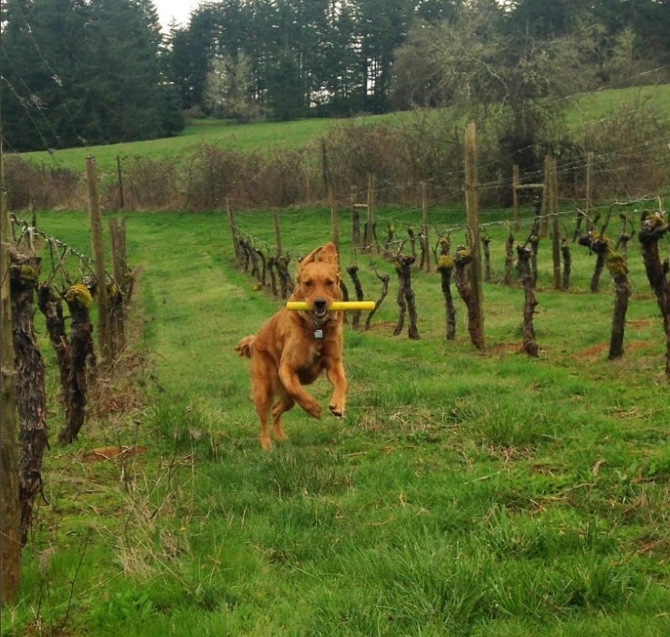 Charly von der Sweet Cheeks Winery in Ontario/ Kanada hält sich fit.