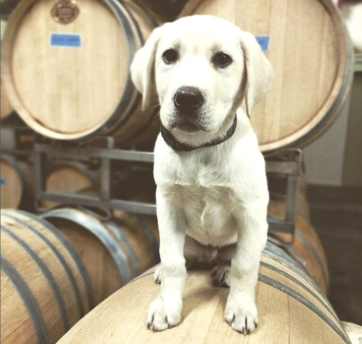 Irgendwer muss doch auf das gute Zeug aufpassen, in der Tonnellerie Demptos/ Südaustralien.