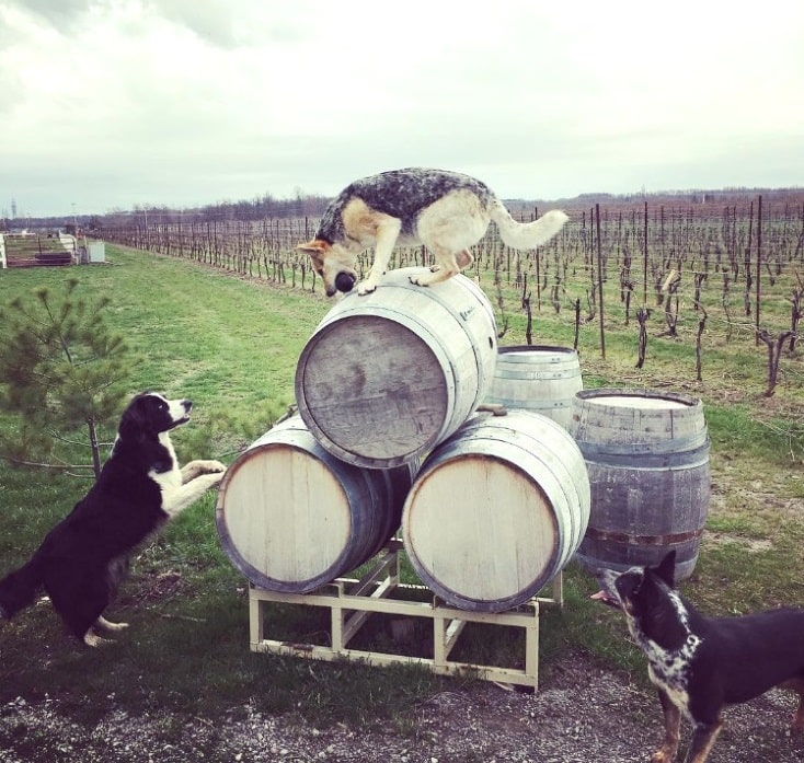 Die drei Musketiere (oder so) im Weingut Honsberger Estate in Ontario/ Kanada.