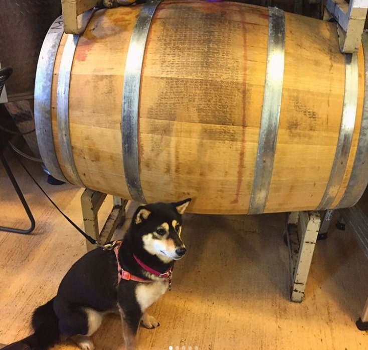 Ich wurde im Weinkeller der Maggie Malick Wine Caves in Virginia/ USA vergessen.