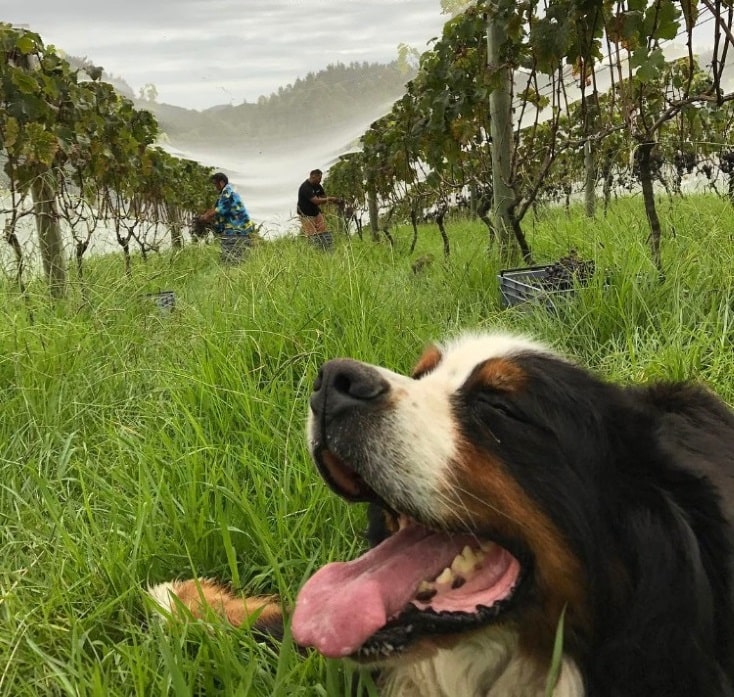 Anstrengender Tag in der Paroa Bay Winery/ Neuseeland.