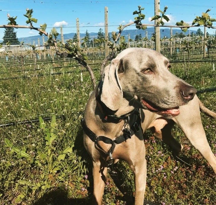 Wem fällt ein kluges Wortspiel mit Wein und Weimeraner ein?