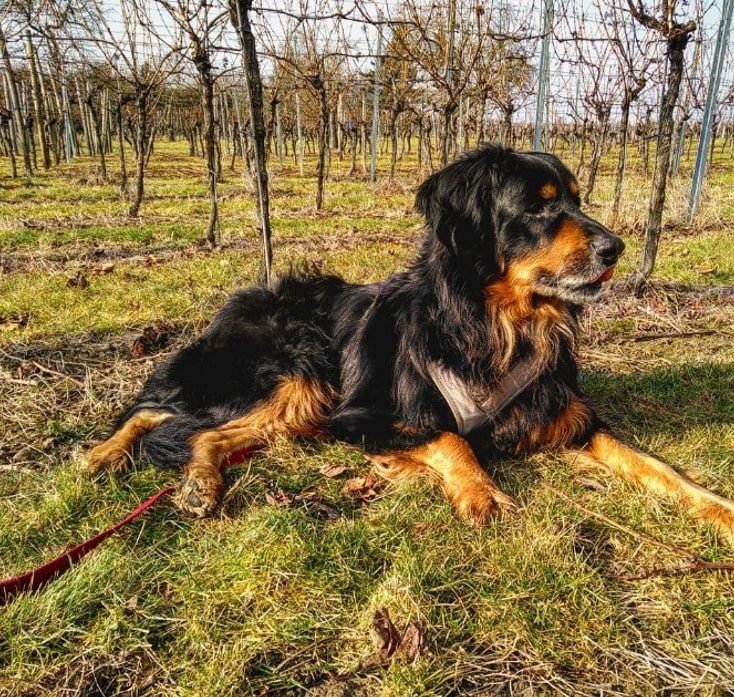 Wacheschieben im Weingut Schütz/ Württemberg.