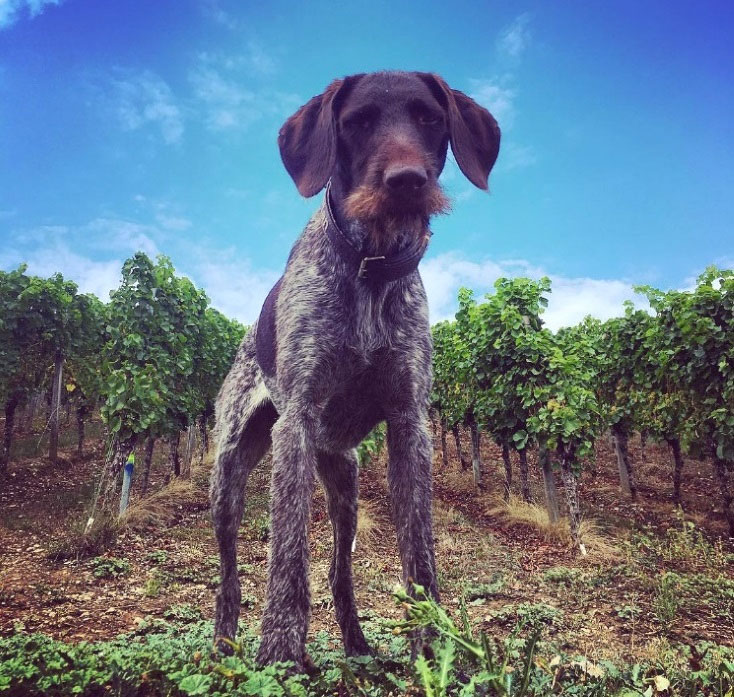 Der Captain mag Weinbergshunde und hat deshalb dieses Fotoalbum angelegt.