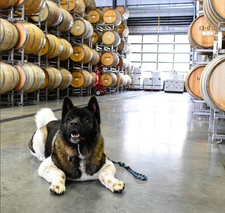 Gespitzte Ohren im Yakima Valley, Washington State/ USA.