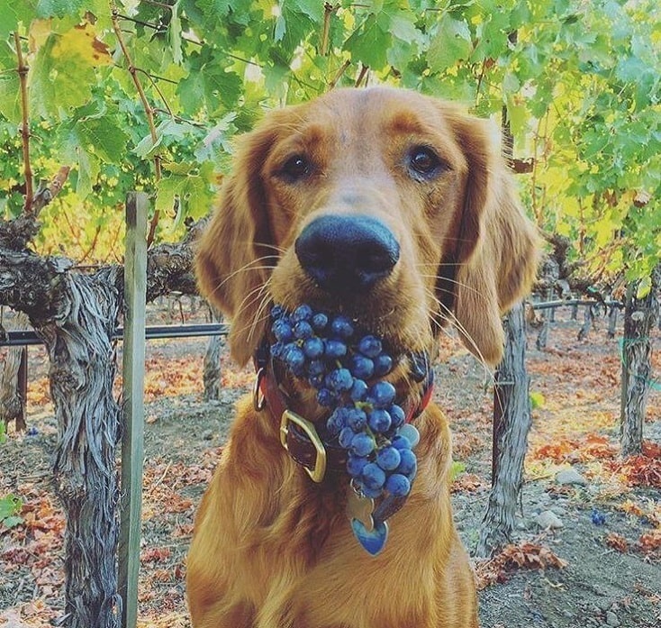Sieht lustig aus, ist aber gefährlich: Weintrauben.
