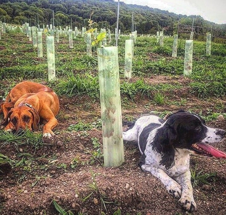 Weinbergsidyll mit vierbeinigen Lebewesen.