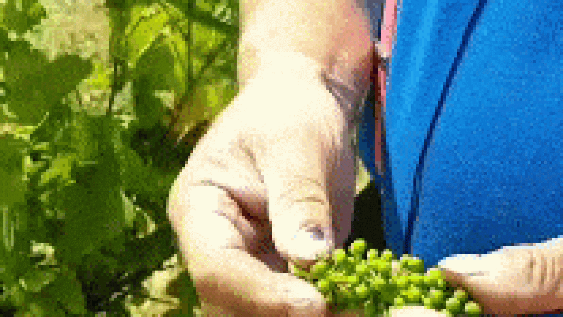 Benzinger: Grau-Burgunder für 50 Euro?