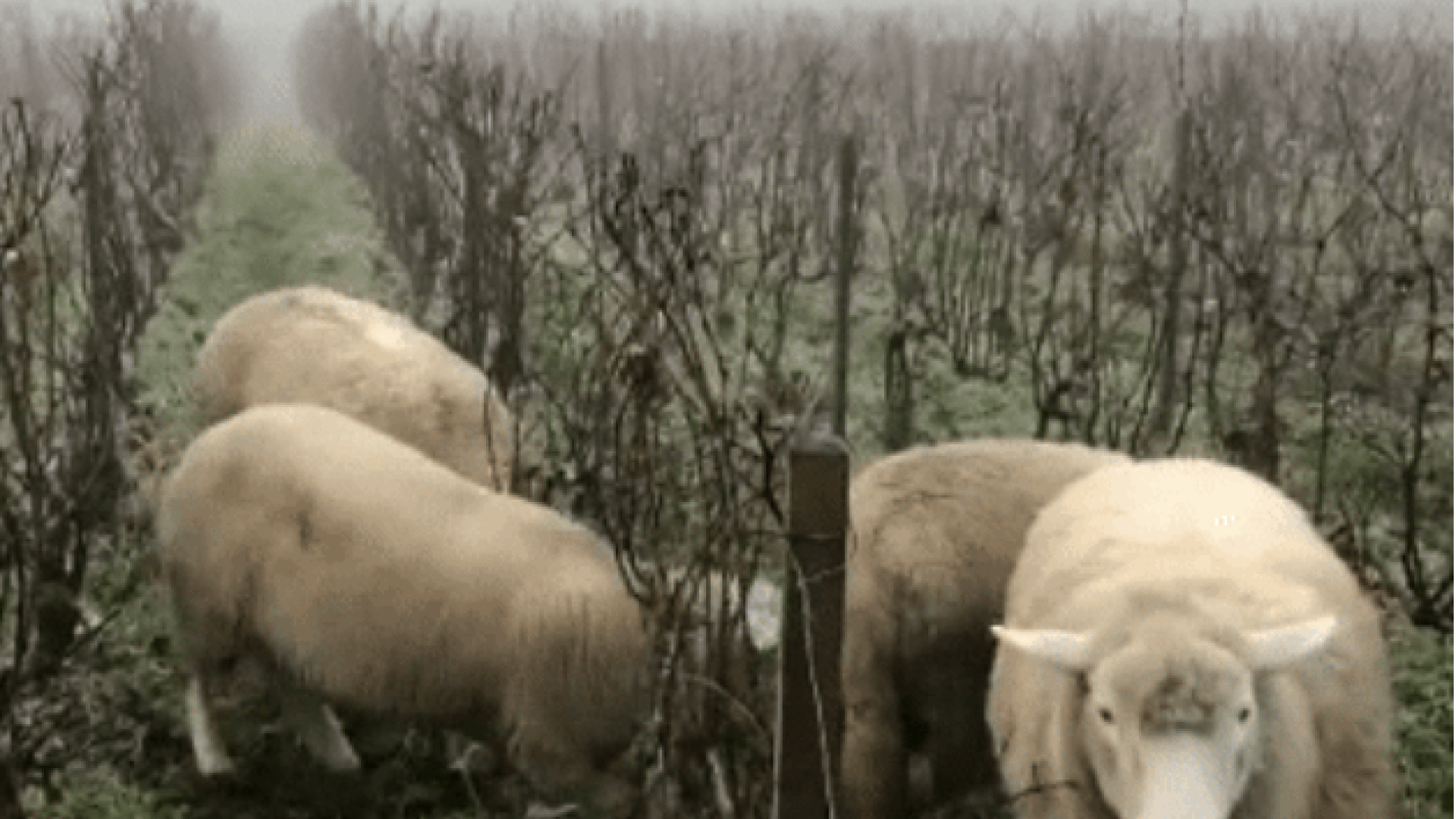 Roger Coulon: Schafe kacken in meinen Bio-Champagner