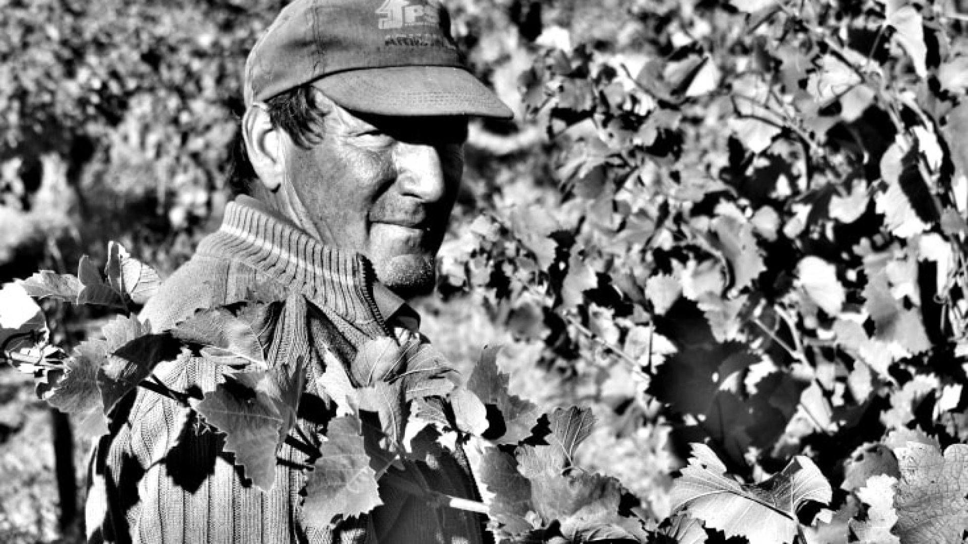 Grenache: du schöner und rauer Kerl!