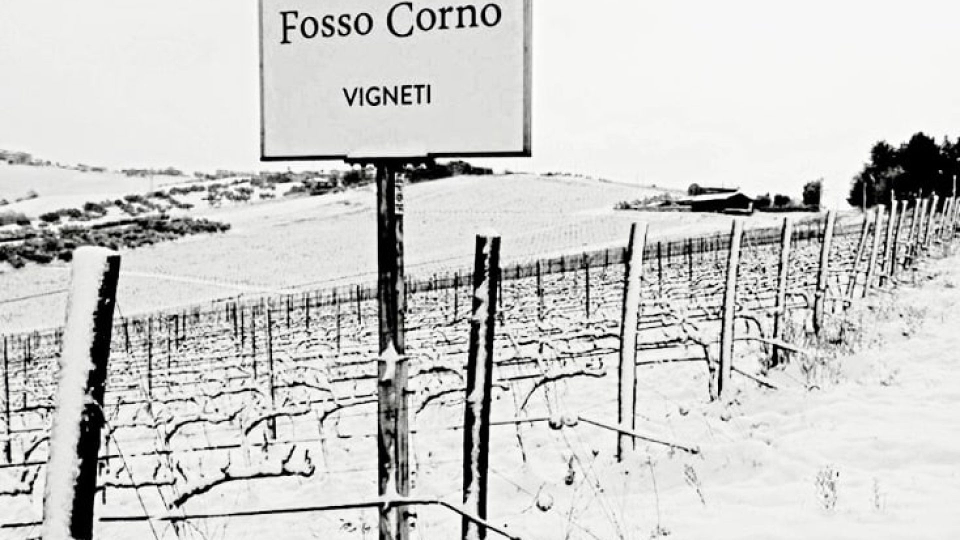 Cooler Montepulciano d’Abruzzo