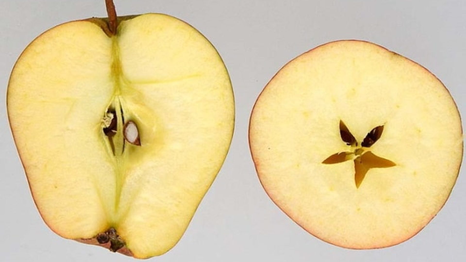 Gestatten: Mein Name ist Adams Parmäne.