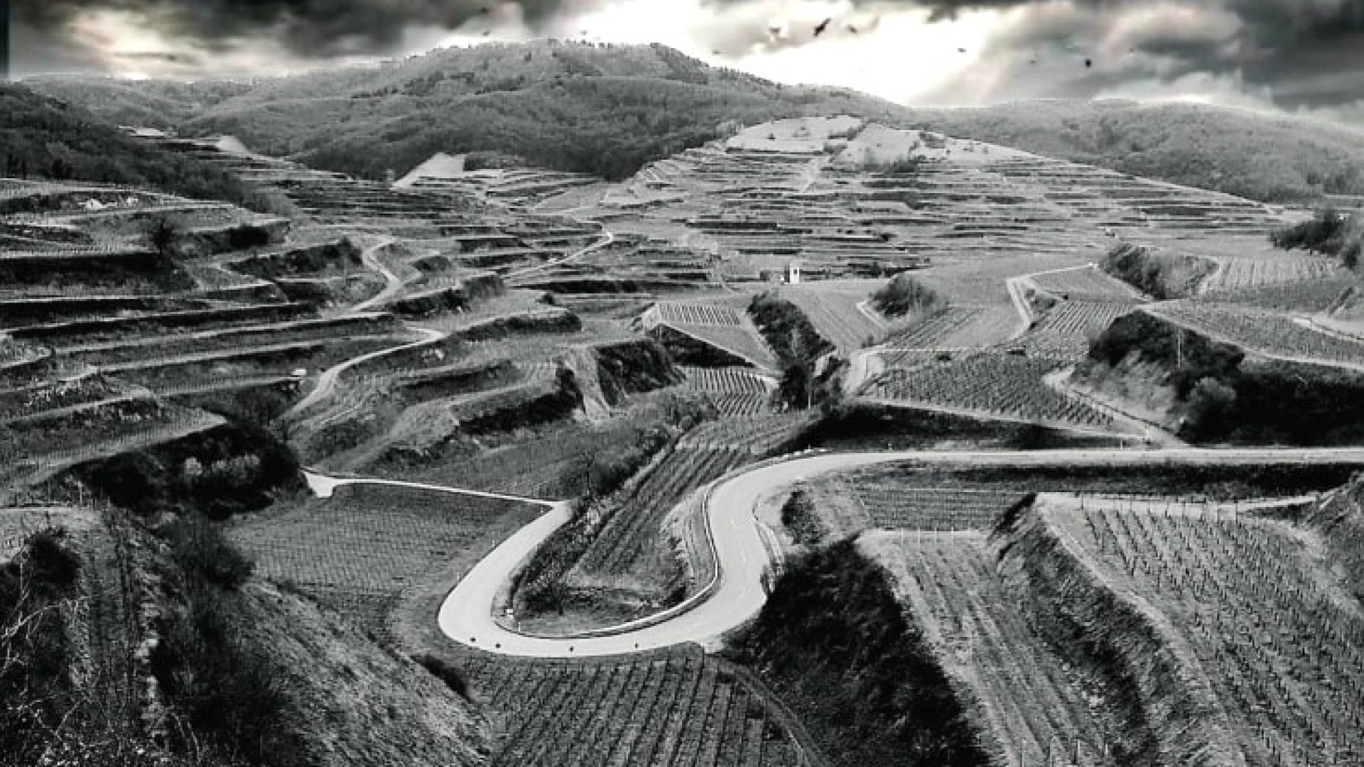 Saufignon Blanc von Holger Koch