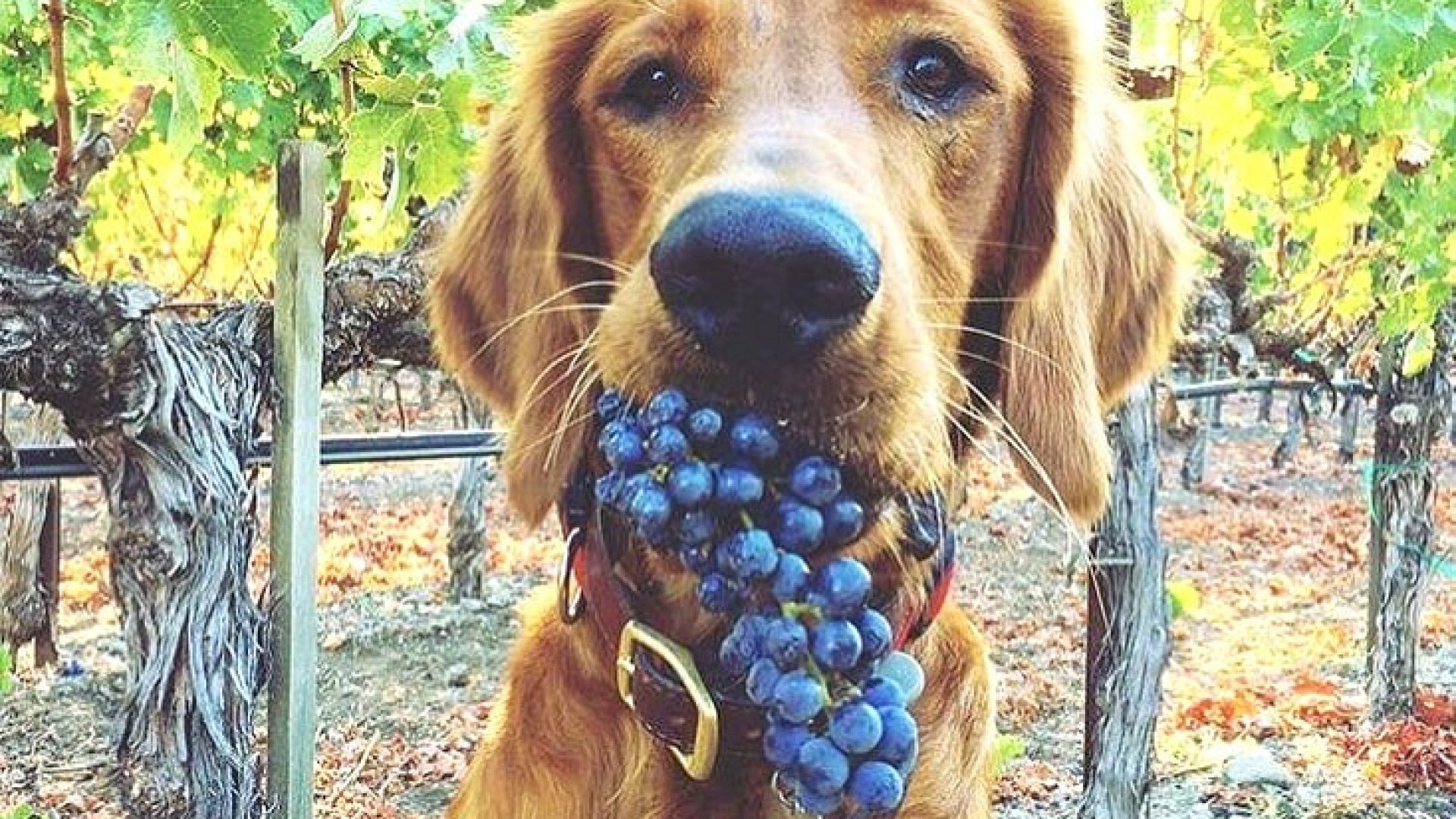 Hunde im Weinberg: Lebensgefahr!