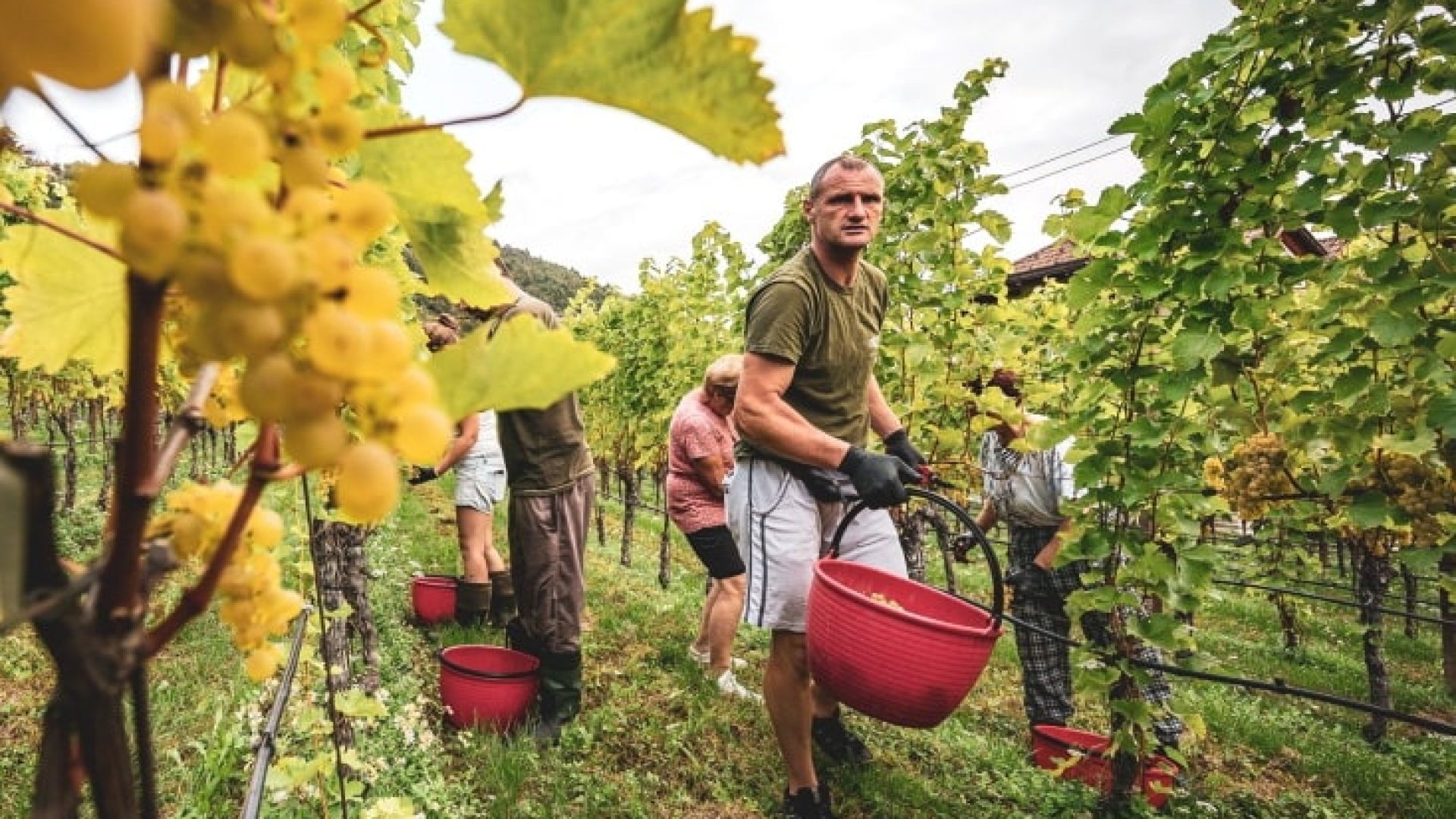 Kaltern: cremiger Sauvignon Blanc