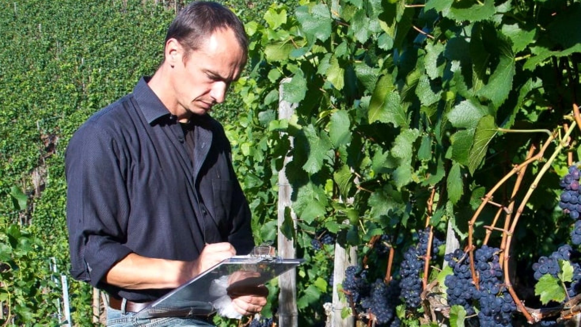 Früh-Burgunder: nett zu Vögeln