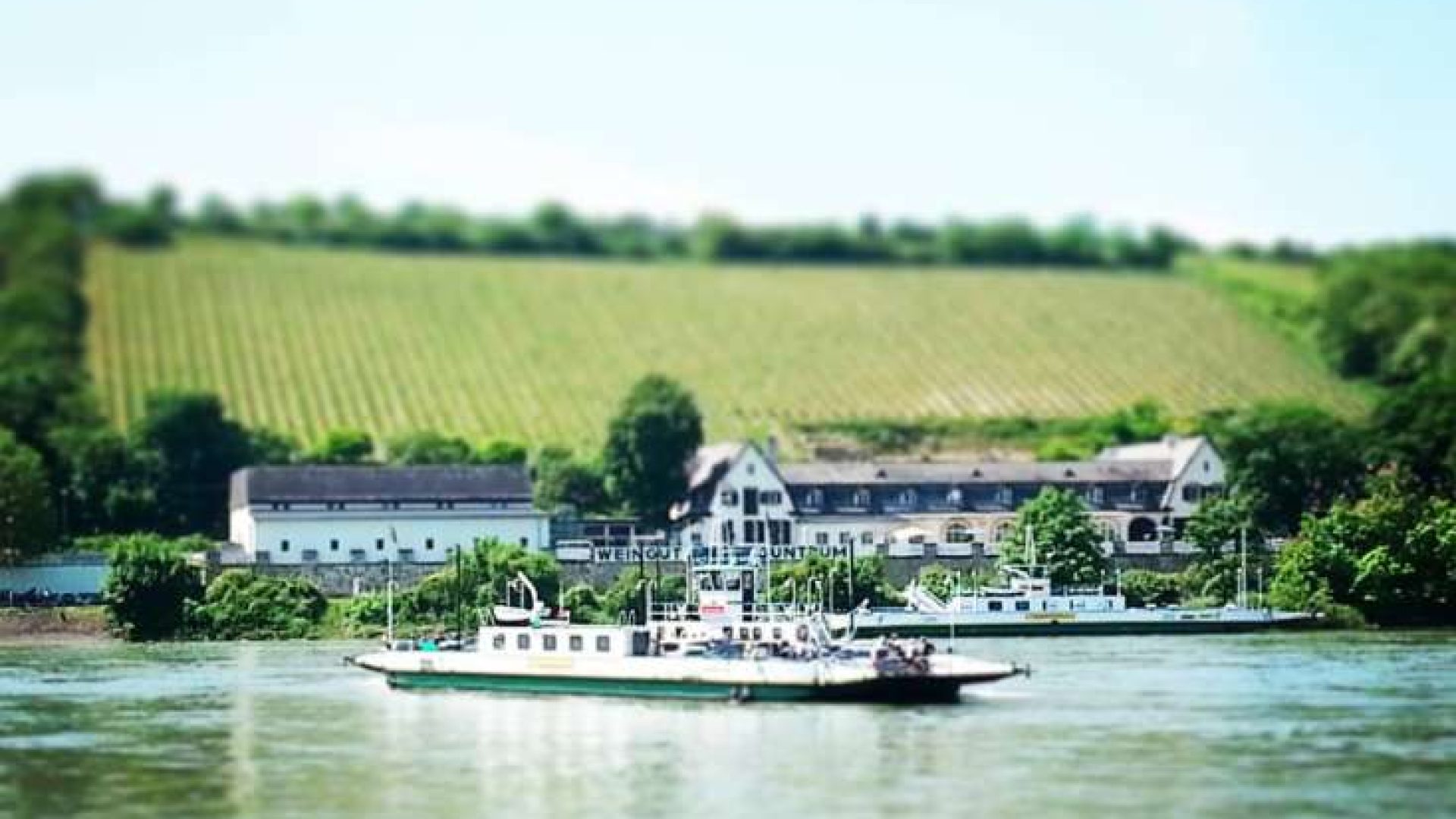 Louis Guntrum: der Pinkler von Nierstein