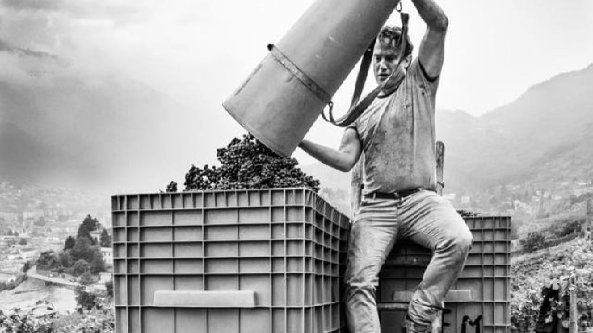 Nebbiolo aus Valtellina: der schöne Luca