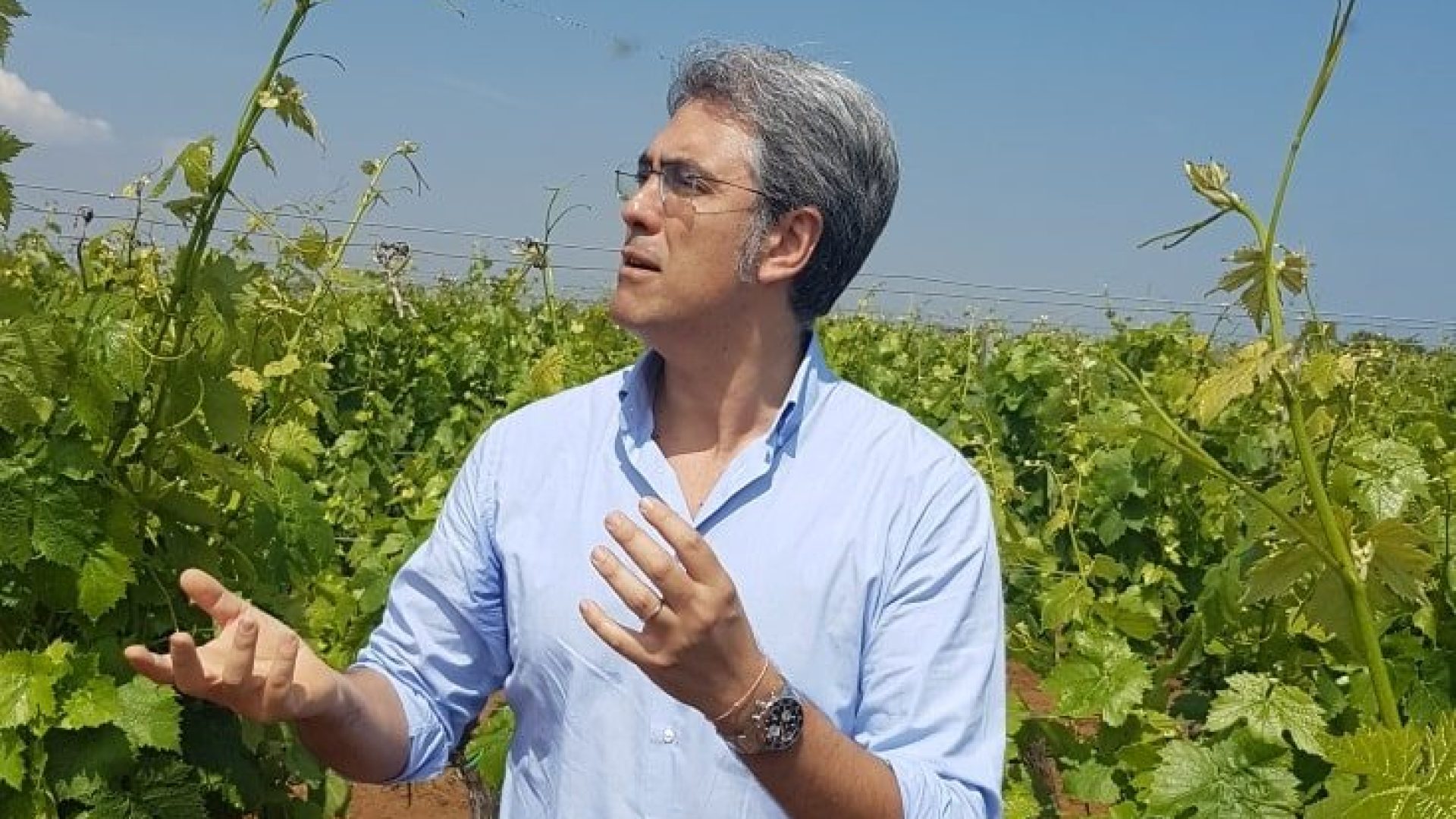 Rubino: der globalisierte Winzer