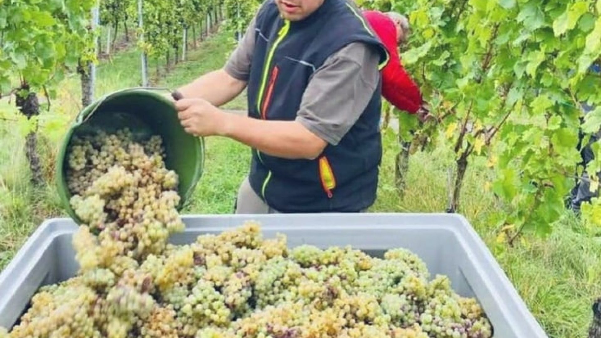 Drautz-Able: großer Sauvignon Blanc