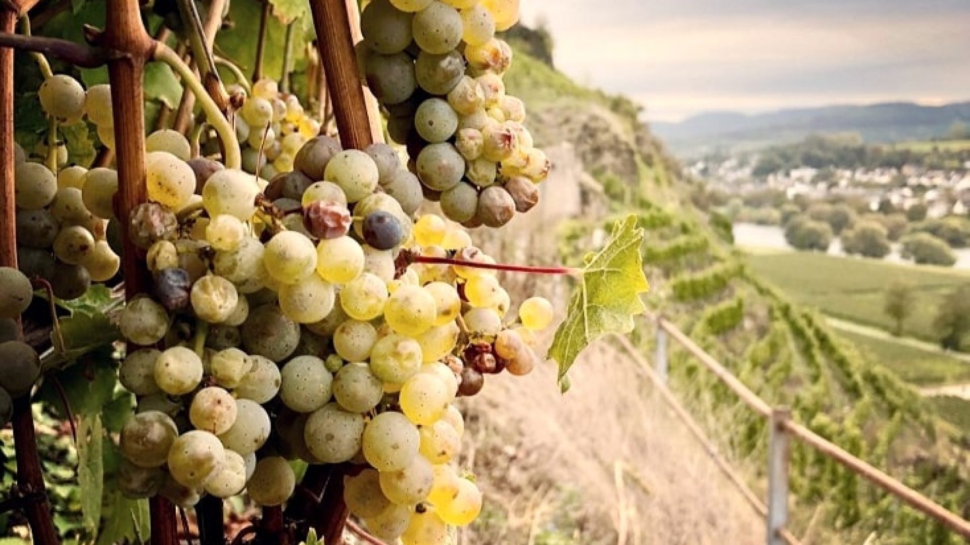 Mosel-Sekt: alter Affe Zucker