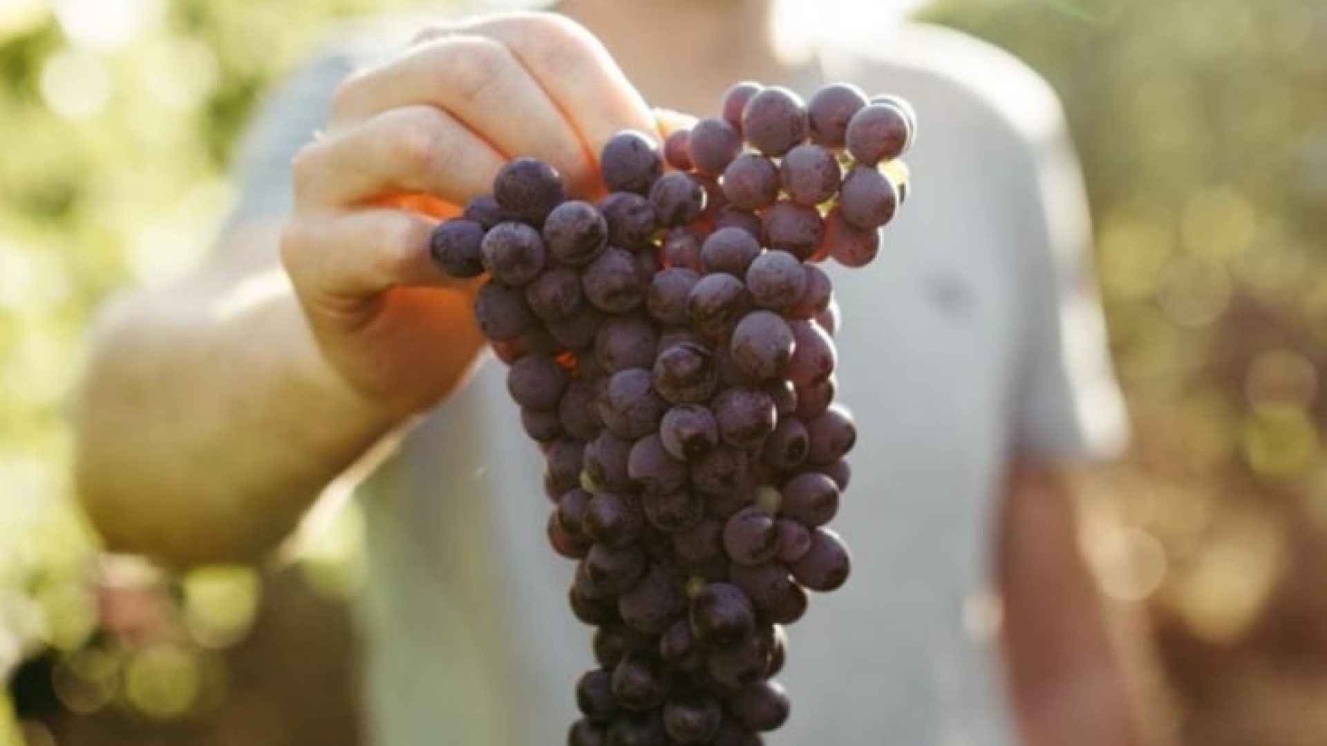 Toggenburg: Graf Chianti schenkt ein