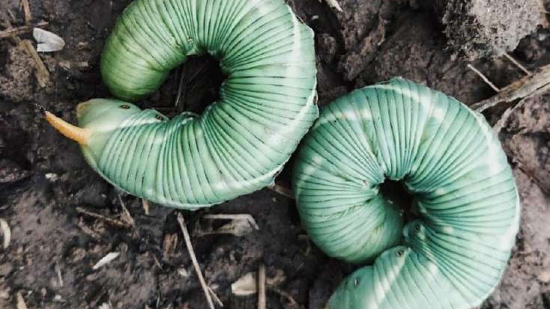 Trautwein: unser Leben im Weinberg