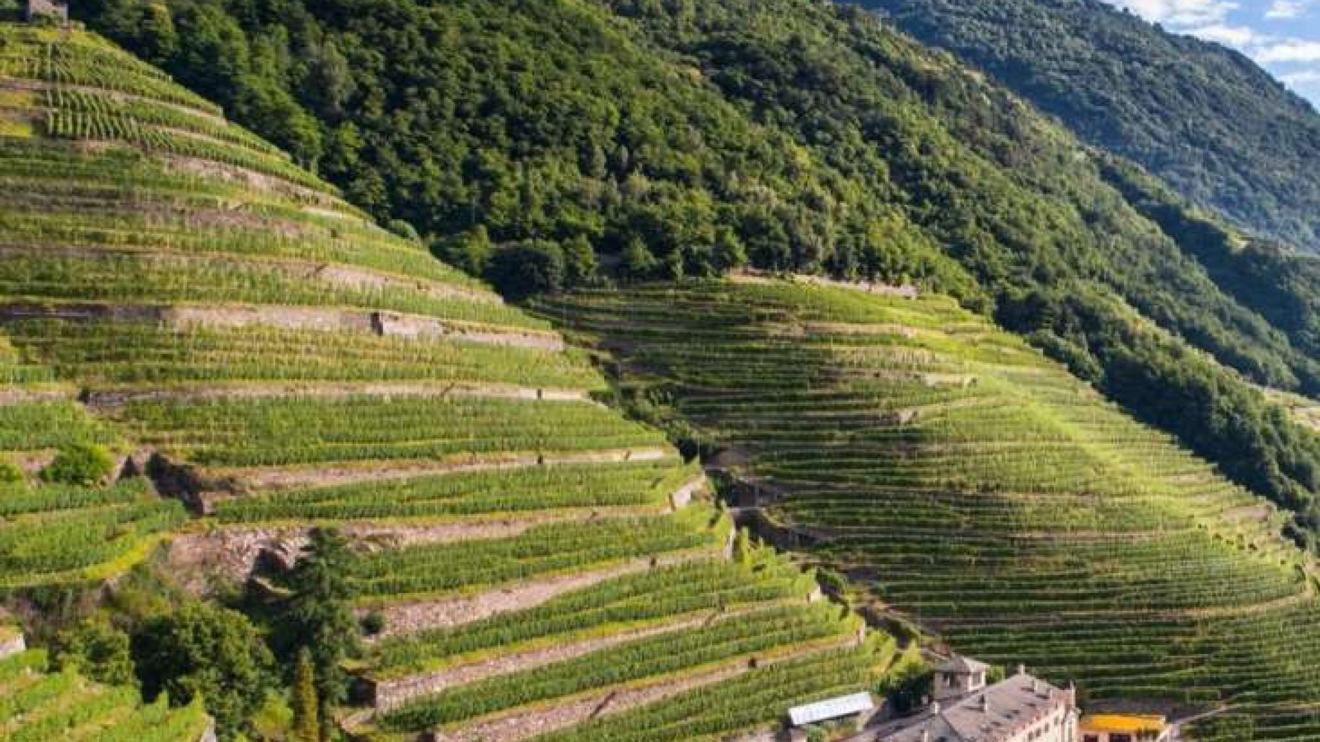 Sfursat von Nino Negri: die dunkle Macht