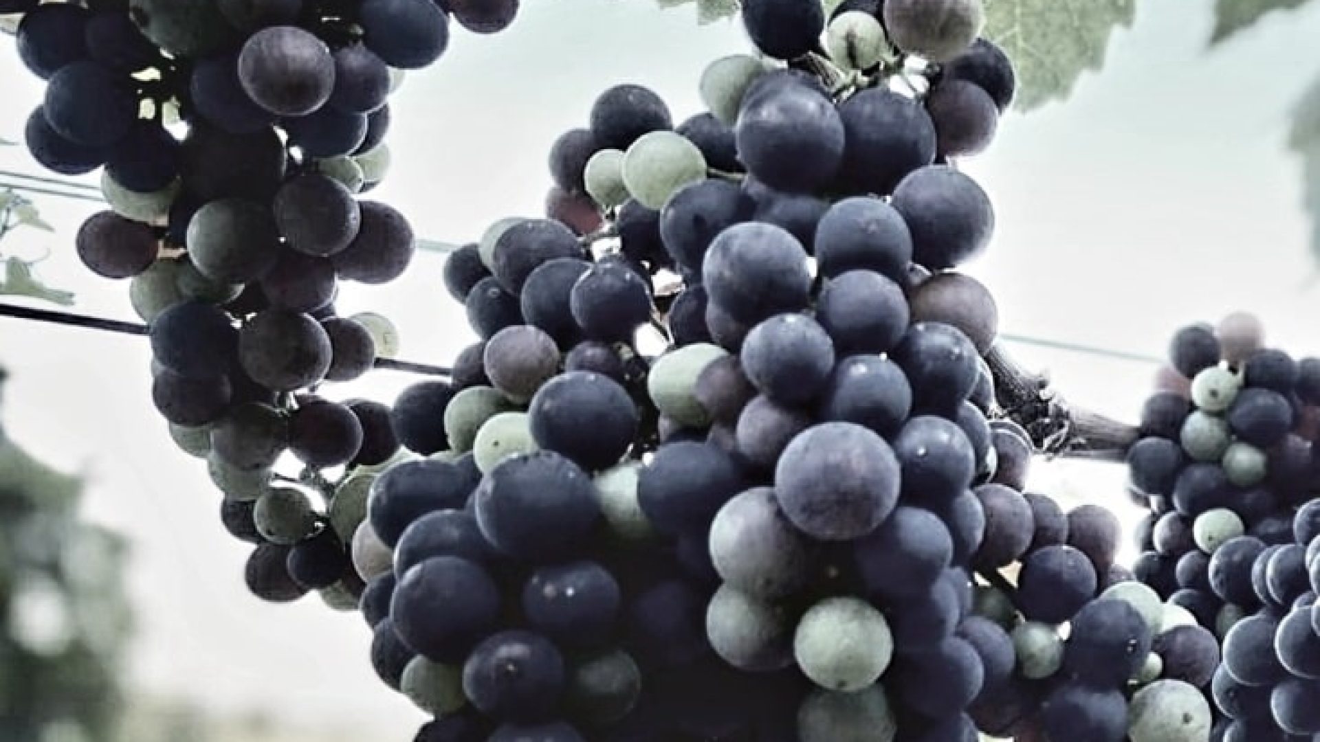 Württemberg: der weiche Nazi